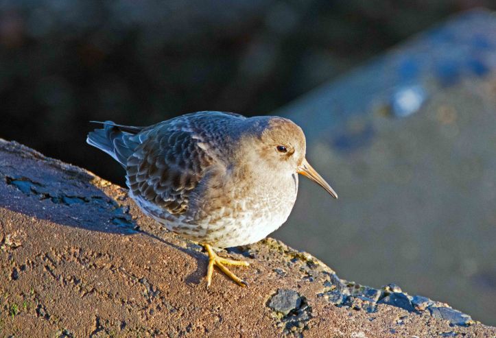 Purple sandpiper (Calidris maritima), Scarborough on 20 Dec 2015
