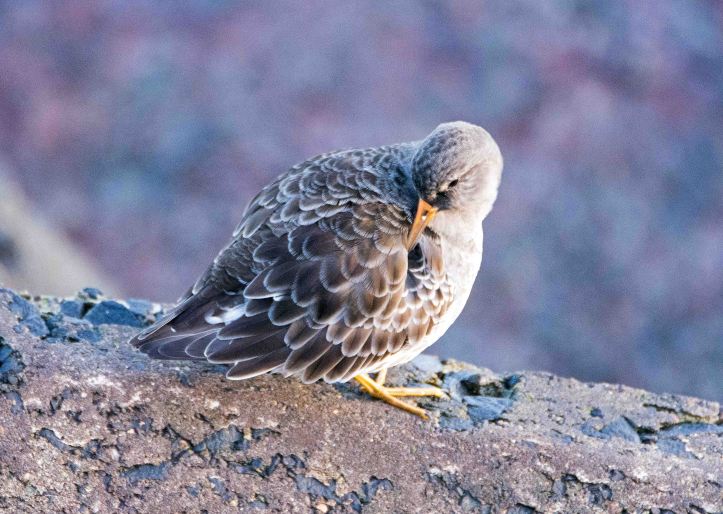 Purple sandpiper (Calidris maritima) 20 Dec 2015