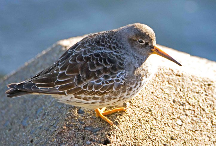 Purple sandpiper (Calidris maritima) 23 Dec 2015