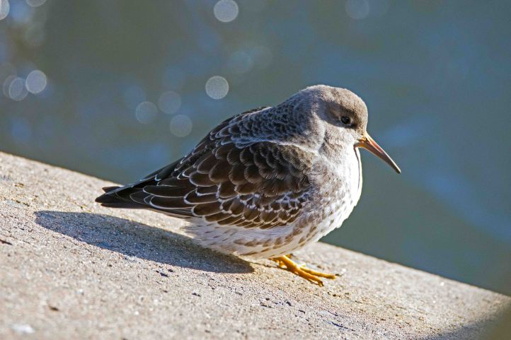 Purple sandpiper (Calidris maritima) 23 Dec 2015