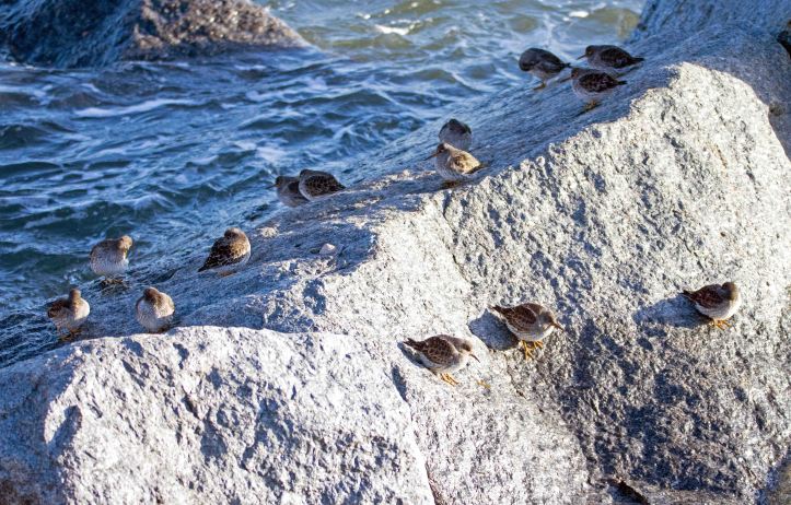 Purple sandpiper (Calidris maritima) flock