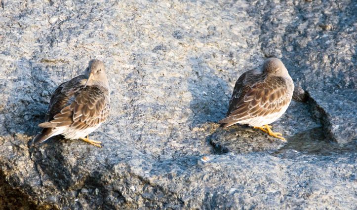 Purple sandpipers (Calidris maritima) 20 Dec 2015