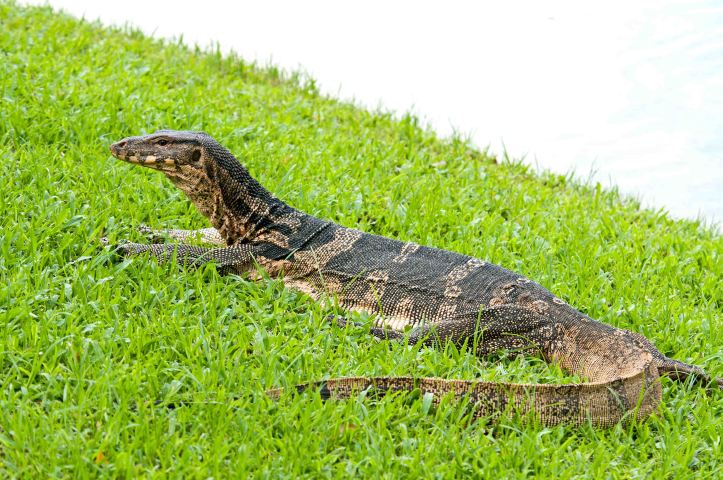 Southeast Asian water monitor (V. salvator macromaculatus), Lumpini Park, Bangkok