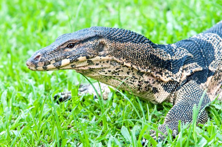 The Southeast Asian water monitor (V. salvator macromaculatus) Lumpini Park, Bangkok