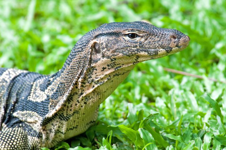 Water monitor (Varanus salvator macromaculatus), Lumpiini Pary, Bangkok