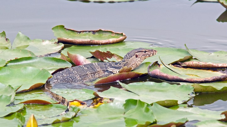 The Southeast Asian water monitor (V. salvator macromaculatus), Lumpini Park, Bangkok