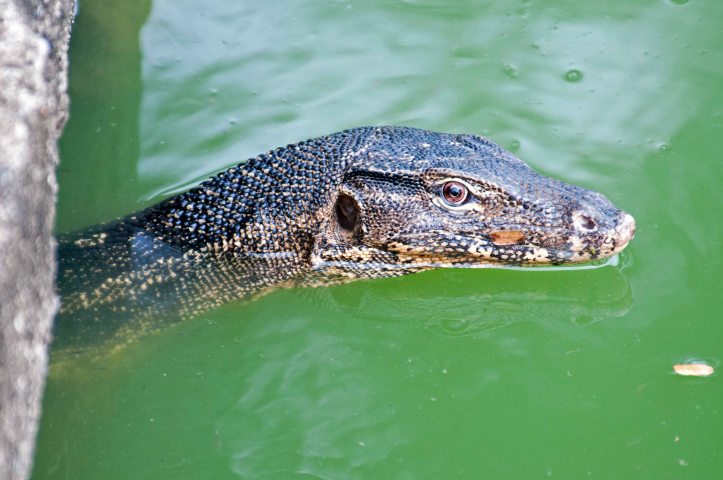 Southeast Asian water monitor (V. salvator macromaculatus), emerging from a water culvert in Lumpini Park, Bangkok
