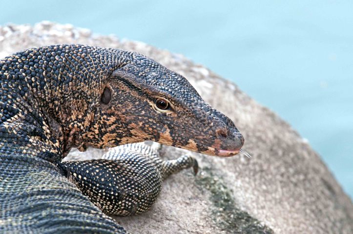 Southeast Asian water monitor (V. salvator macromaculatus), Lumpini Park, Bangkok