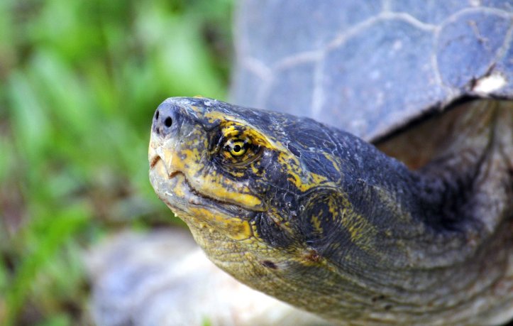 Yellow headed temple turtle (Heosemys annandalii)