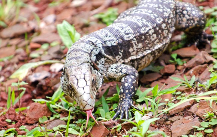 Argentine black and white tegu (Salvator merianae) 