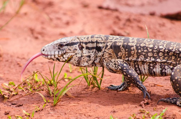 Argentine black and white tegu (Salvator merianae) 