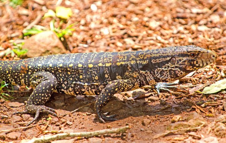 Argentine black and white tegu (Salvator merianae) with a more golden pattern