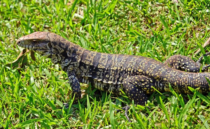 Argentine black and white tegu (Salvator merianae) 