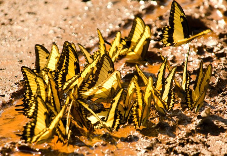 An aggregation of Broad-banded swallow tails (Heraclides astyalus) mud-puddling