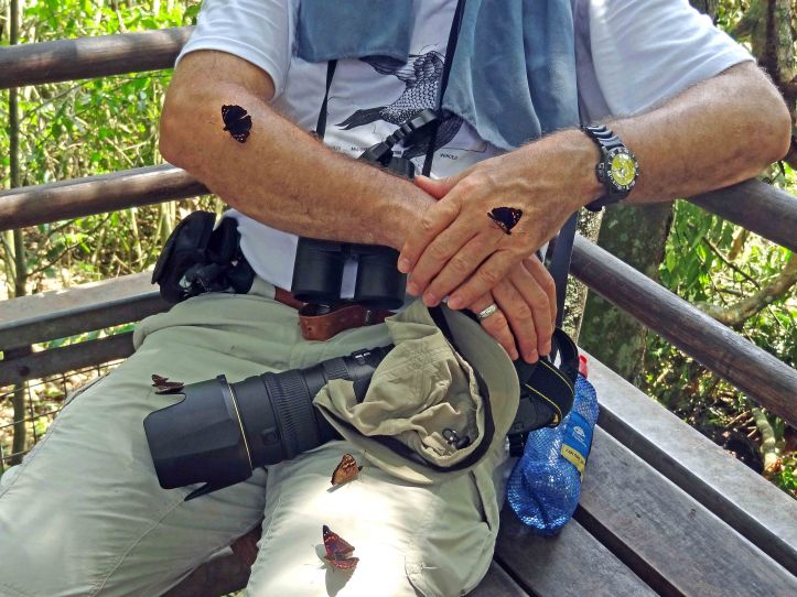 The author as a sweaty substrate source for puddling butterflies!