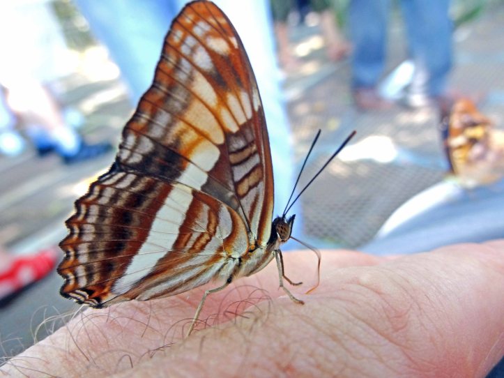 Butterfly puddling on my sweaty finger!