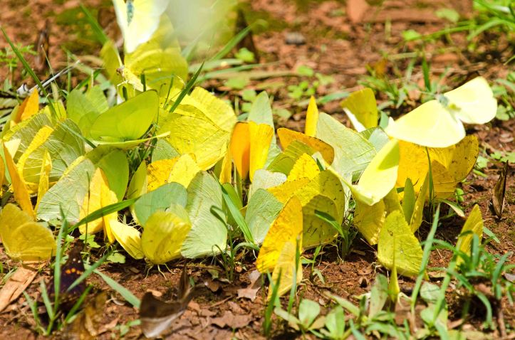 Aggregarion of pierid butterflies: Cloudless Sulphurs (Phoebis sennae) and White-angled sulphurs (Anteos clorinde) and Large orange sulphurs (Phoebis agarithe)