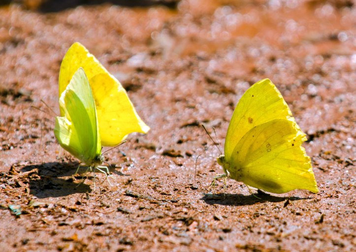 Cloudless Sulphur (Phoebis sennae) and White-angled sulphur (Anteos clorinde) butterflies doing a bit of mud-puddling