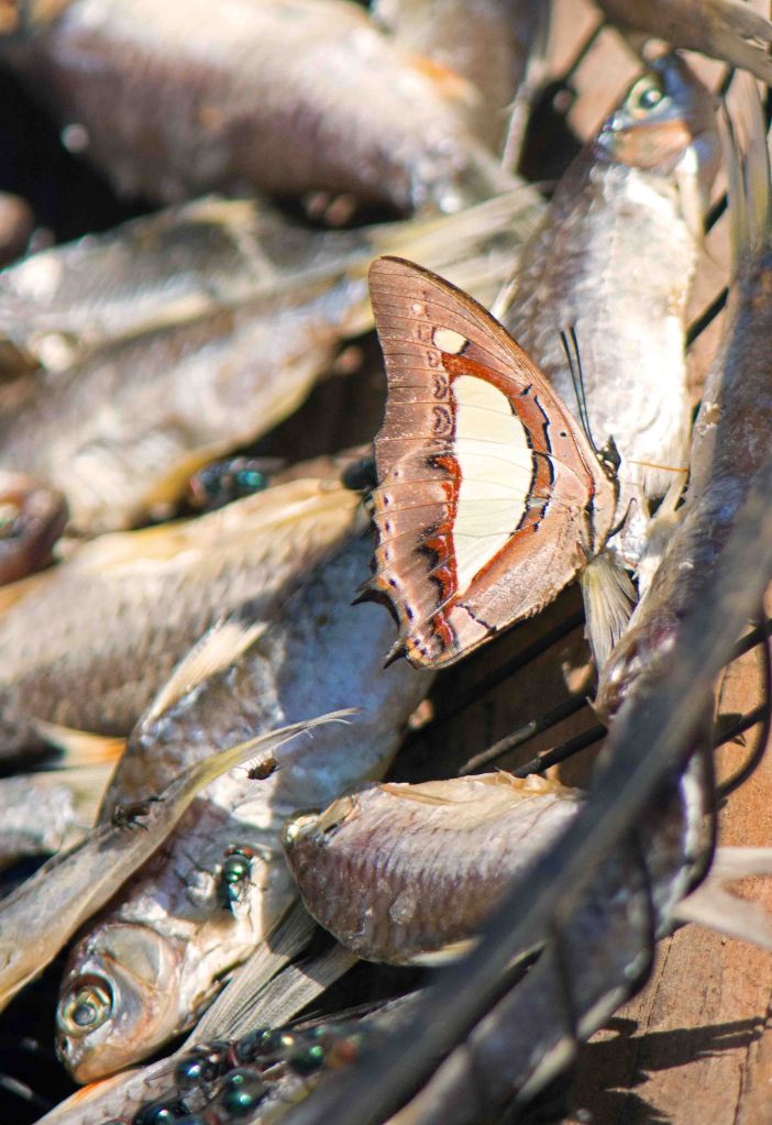 Common nawab (Polyura athamas) absorbing nitrogen by puddling on dead fish
