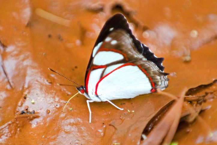 Common Redring (Pyrrhogyra otolais) mud puddling on mud!