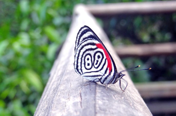 An Eighty-eight (Diaethria clymena janeira) butterfly puddling on sweat left on a wooden hand-rail