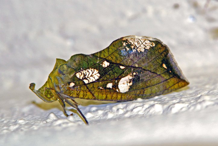 Eudocima cocalus (Cramer) female