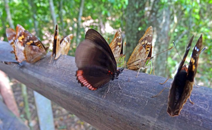 Mixed group of butterflies puddling on sweaty wooden hand-rail