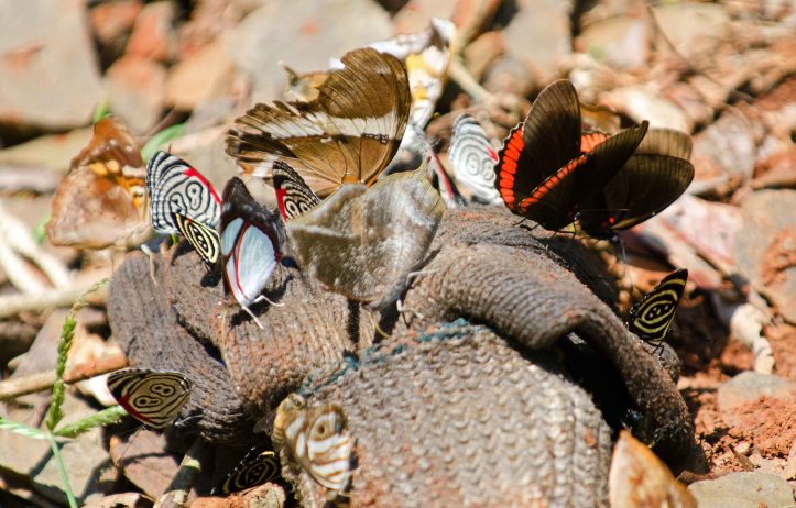 A mixed group of butterflies puddling on a discarded workman's glove (presumably nice a sweaty!)