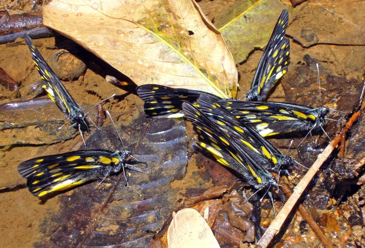 A group of Pale Jezebels (Delias sanaca perspicua) drinking or puddling? Northern Thailand