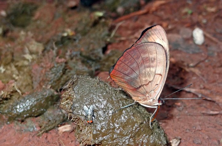 Unidentified South American butterfly puddling on some fresh dung!
