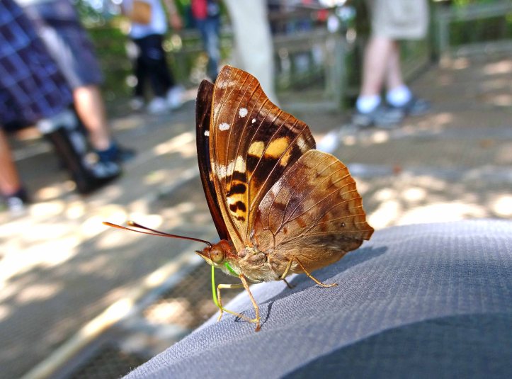 Turquoise (Doxocapa agathina vacuna) puddling on my jeans!