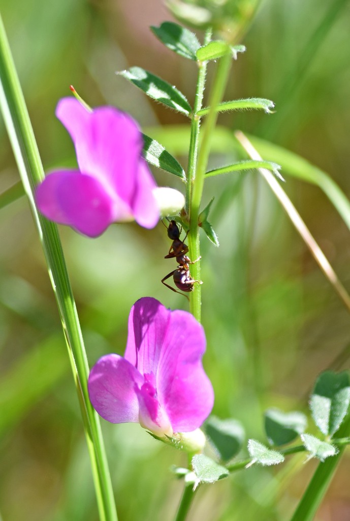 Ant feeding on EFN of Common vetch
