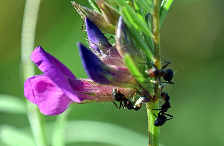 Ants feeding on extrafloral nectaries of Common vetch