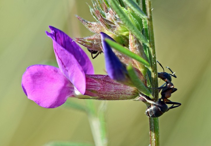 Ants on Common vetch (Vicia satica)