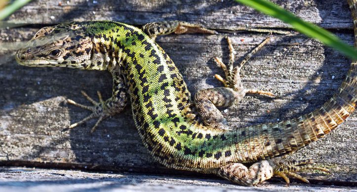 Bocage's Wall Lizard (Podarcis bocagei)
