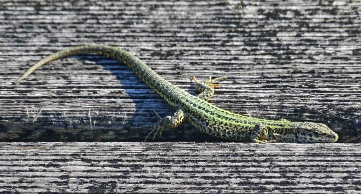 Bocage's Wall Lizard (Podarcis bocagei) on a wooden broadwalk
