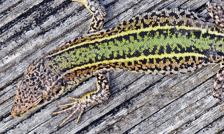 Bocage's Wall Lizard, Podarcis bocagei (male) 4i