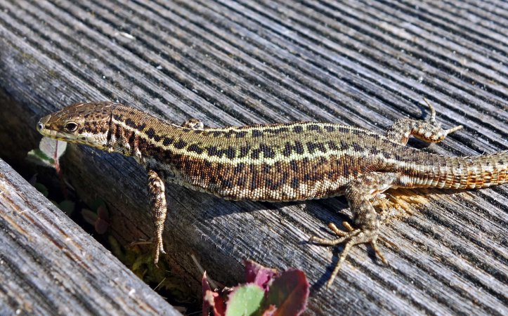 Bocage's Wall Lizard, Podarcis bocagei (male)