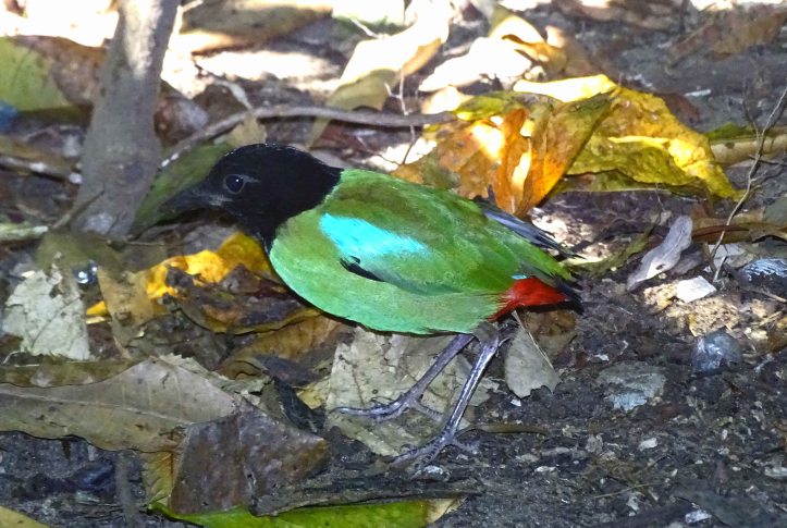Hooded Pitta (Pitta sordida palawanensis)