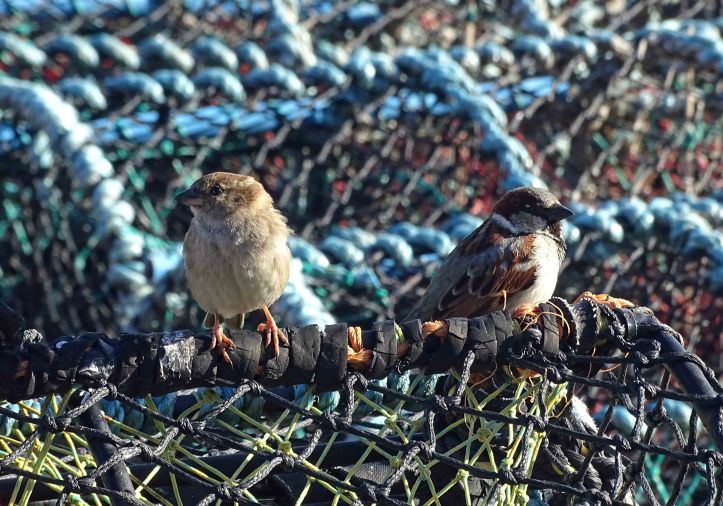 House sparrows (Passer domesticus) male and female on lobster pot or creel