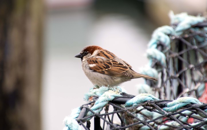 House sparrow (Passer domesticus) male on lobster or crab pot