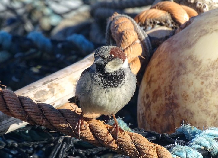 House sparrow (Passer domesticus) male on lobster pot, Scarborough