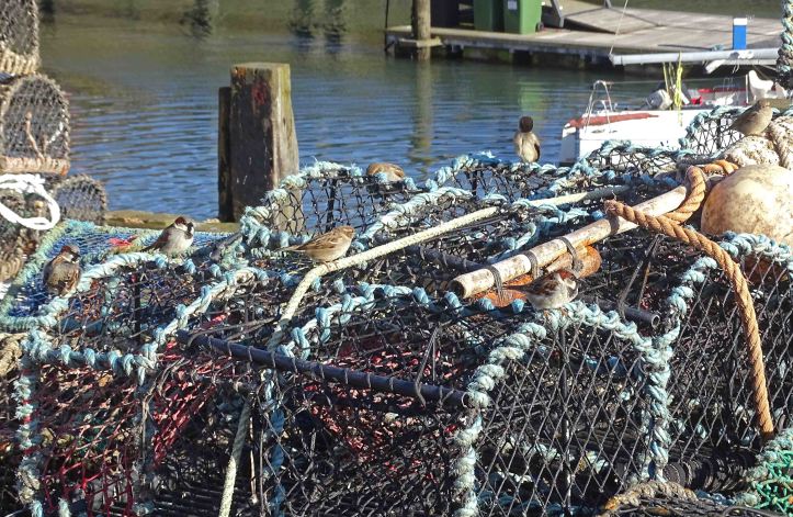 House sparrows (Passer domesticus) on lobster pots. Scarborough