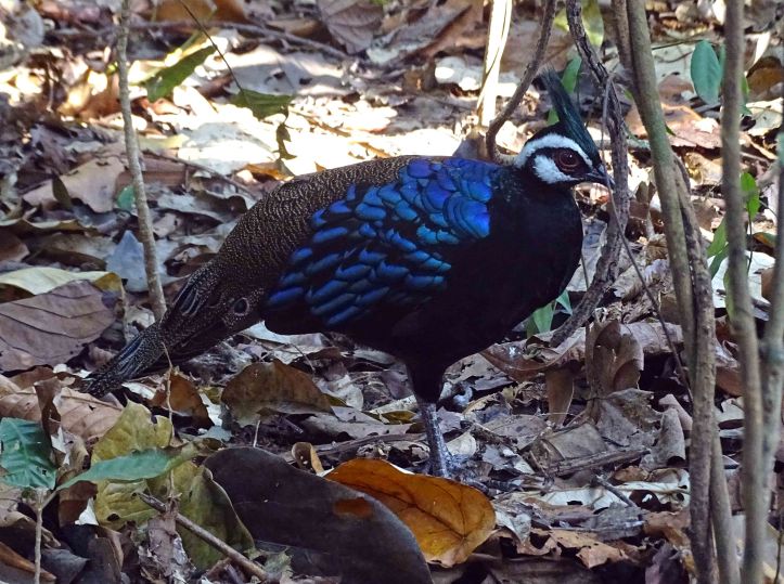 Palawan peacock-pheasant (Polyplectron napoleonis) 