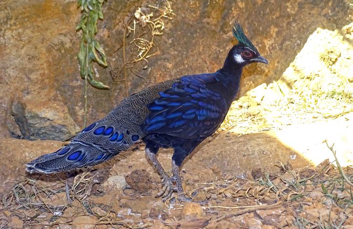 Palawan peacock-pheasant (Polyplectron napoleonis) captive PP