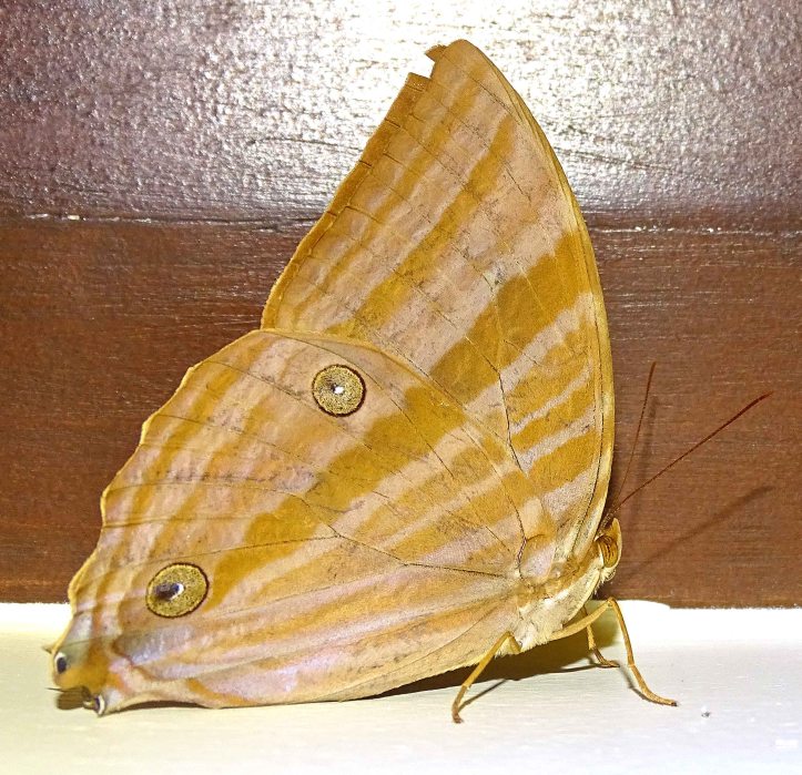 Palmking (Amathusia phidippus palawanus)