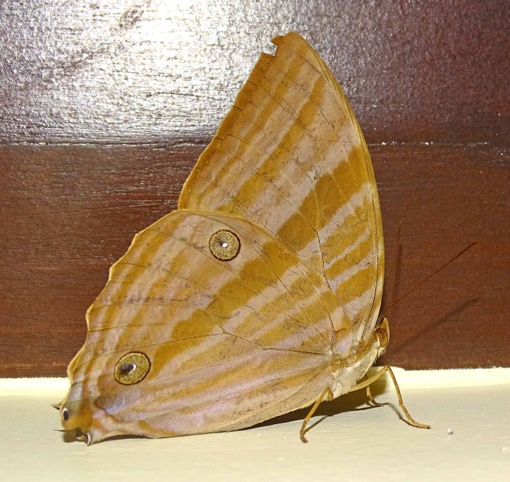 Palmking (Amathusia phidippus palawanus)