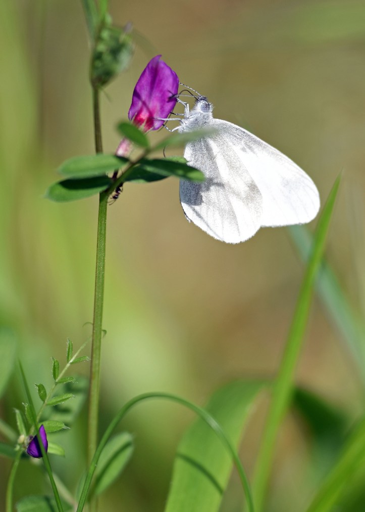 Wood white butterfly (Leptidea sinapis) on Common vetch (plus ant!)