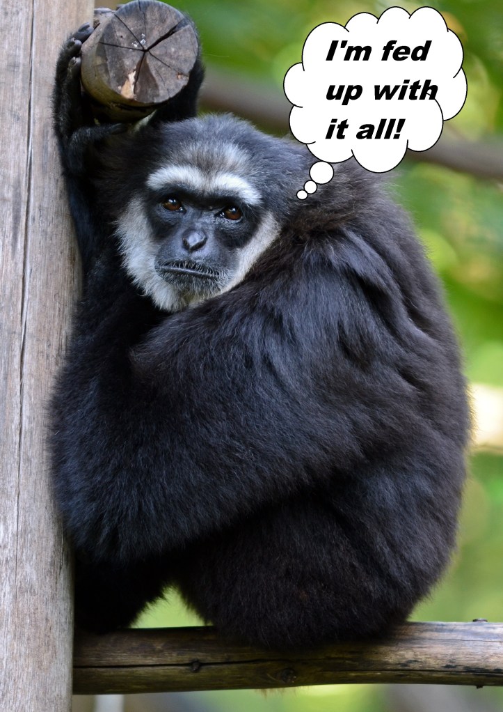 Agile or black-handed gibbon (Hylobates agilis) looking fed up in Chiang Mai zoo.