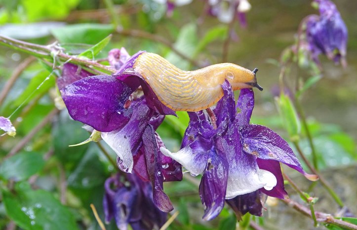 Arion rufus ¼ adult (probably) feeding on flower